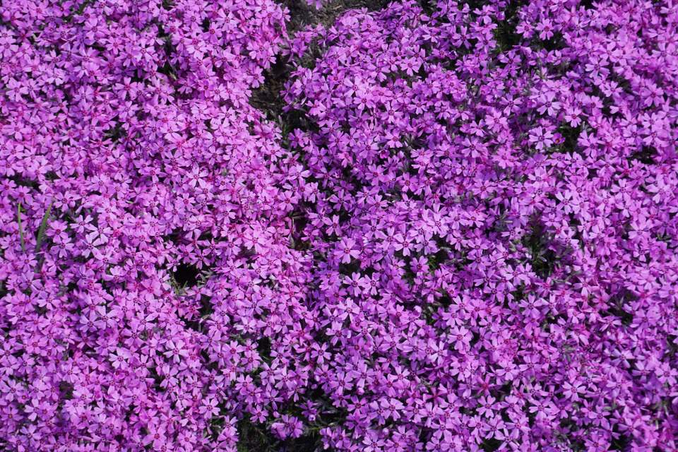 wiele maleńkich fioletowych kwiatów werbeny patagońskiej